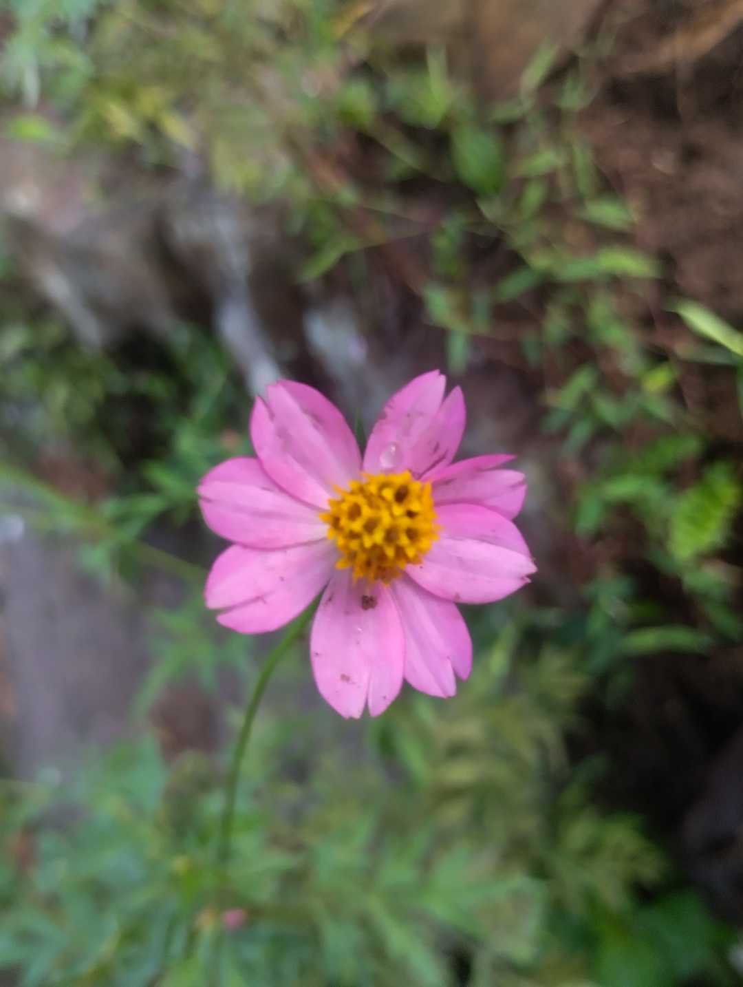Bunga Kenikir