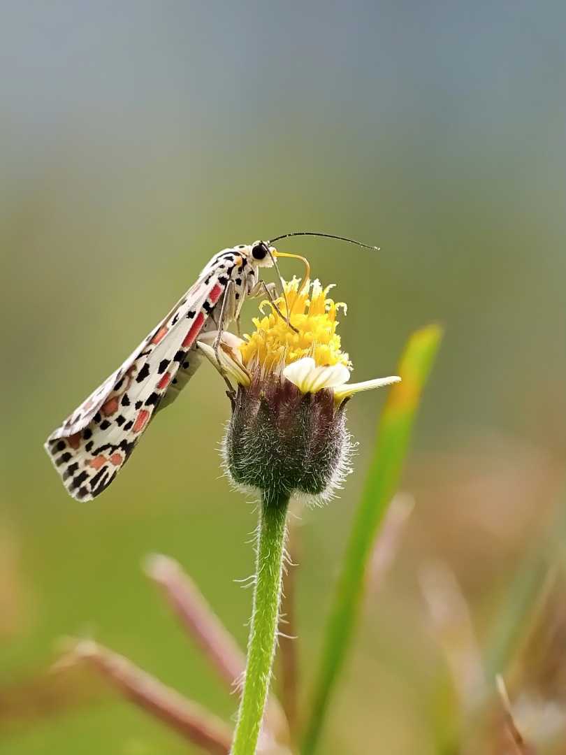 Utetheisa pulchella