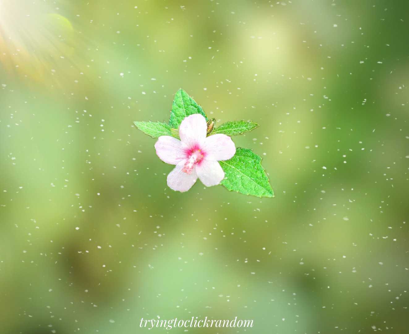 flower