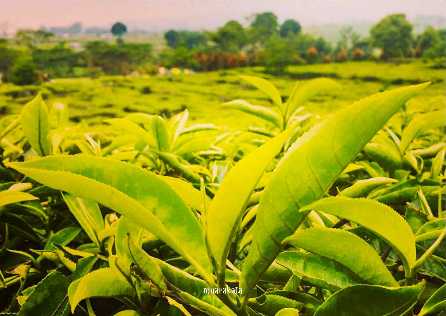 Hijau