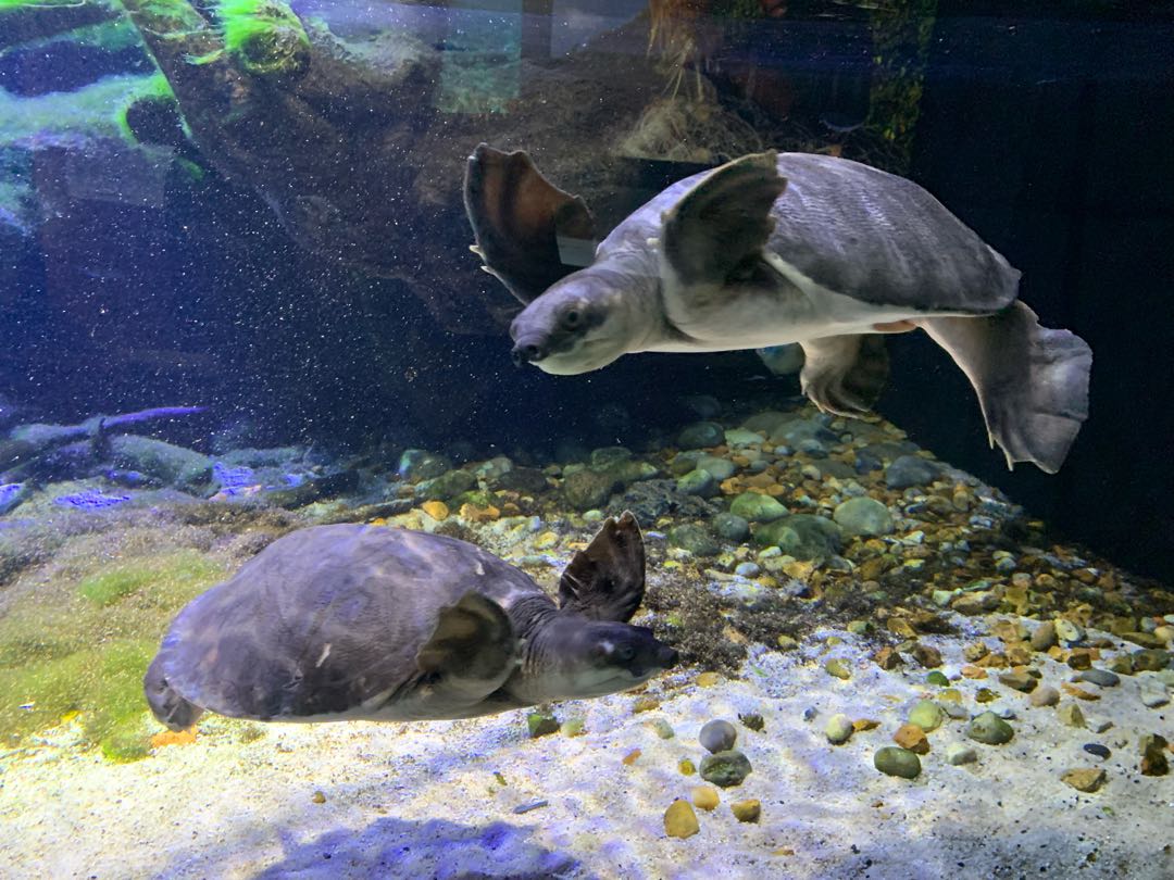 Pig-nosed turtles