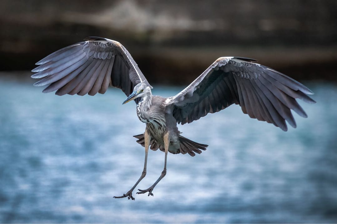Sea Crane at Mochimune Beach