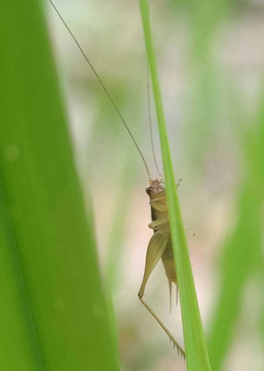 Svistella