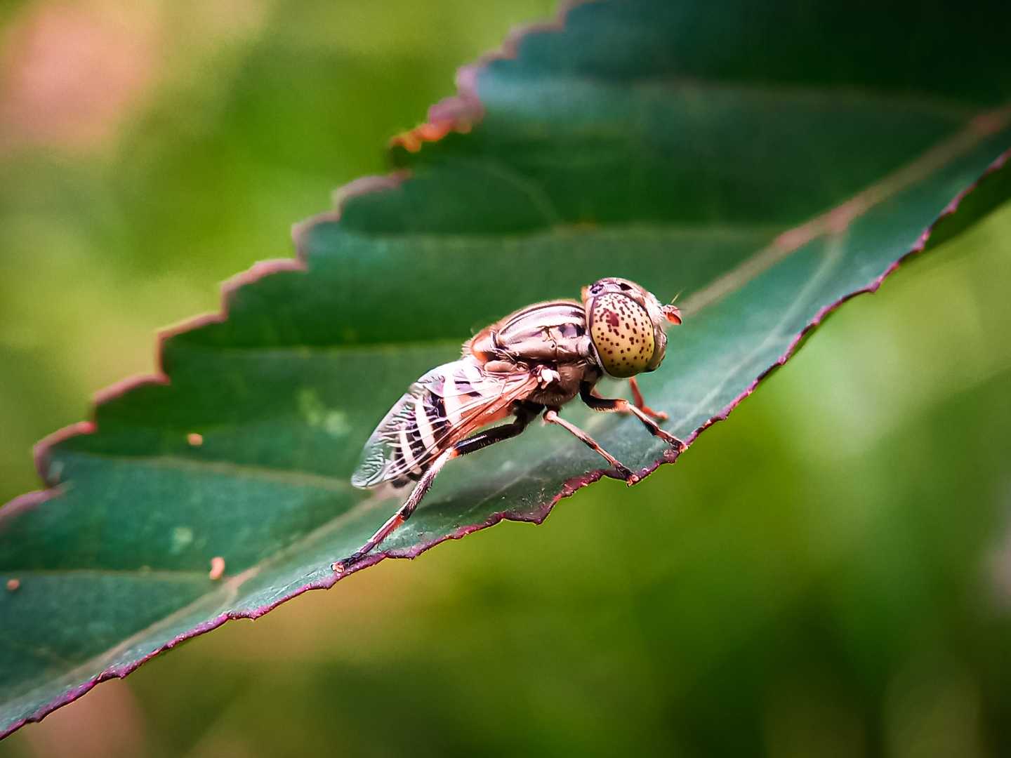 Eristalinus