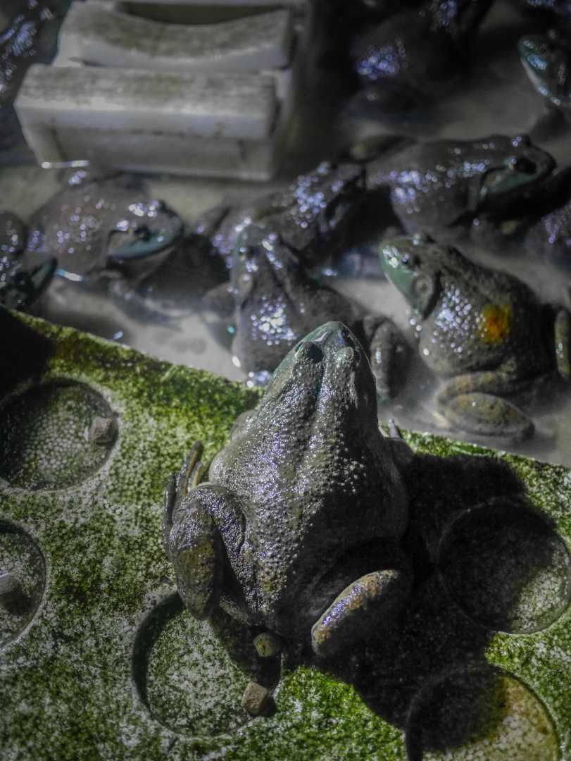the frogs
