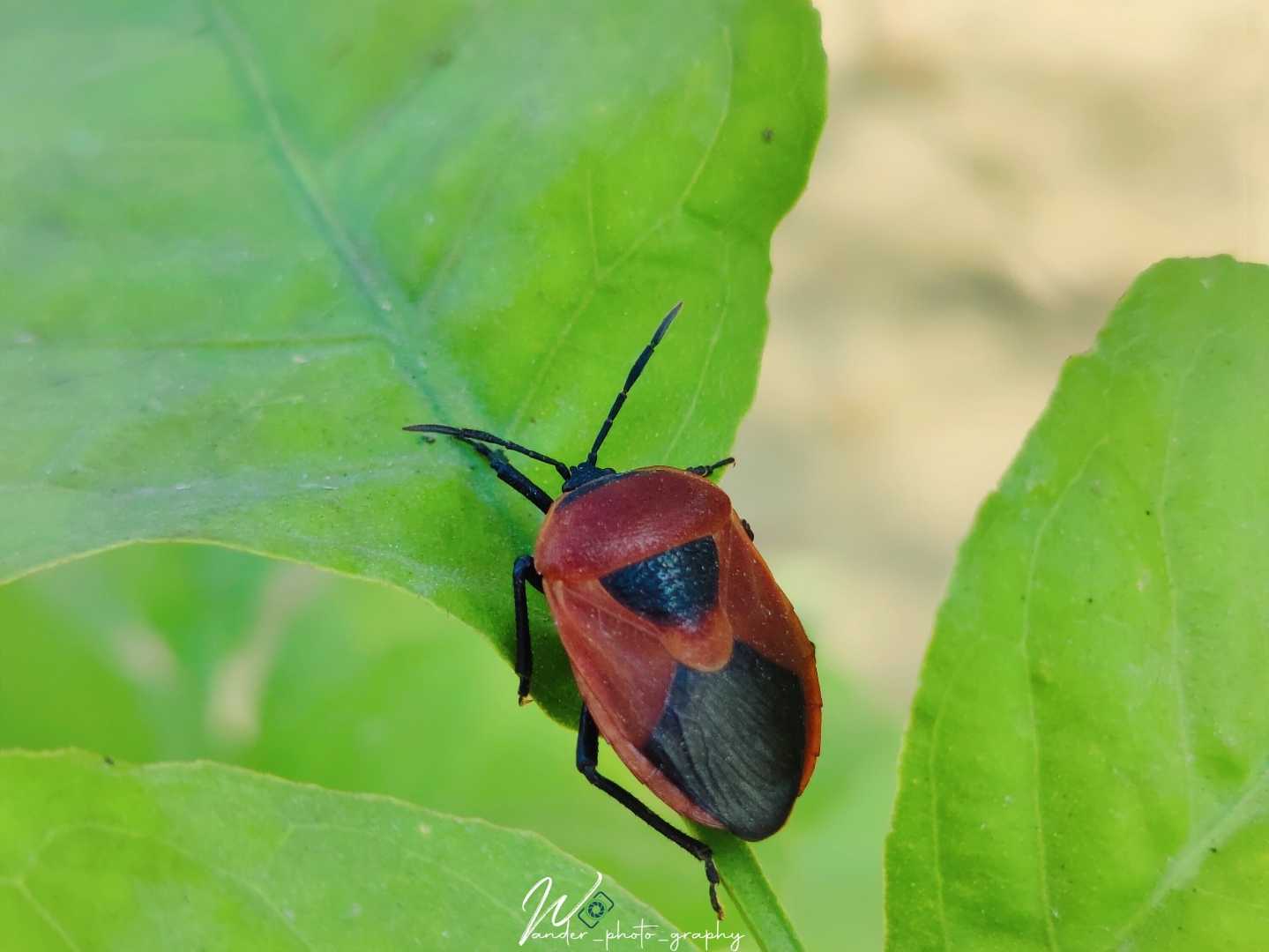 Bug