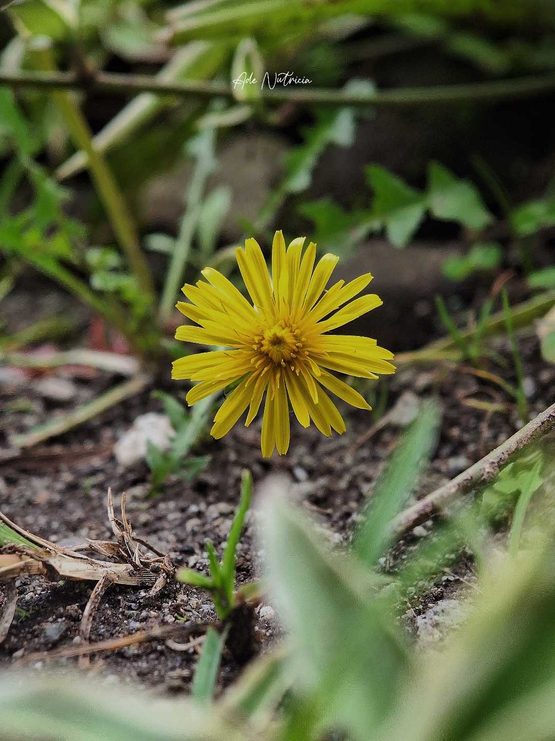 Scorzoneroides autumnalis