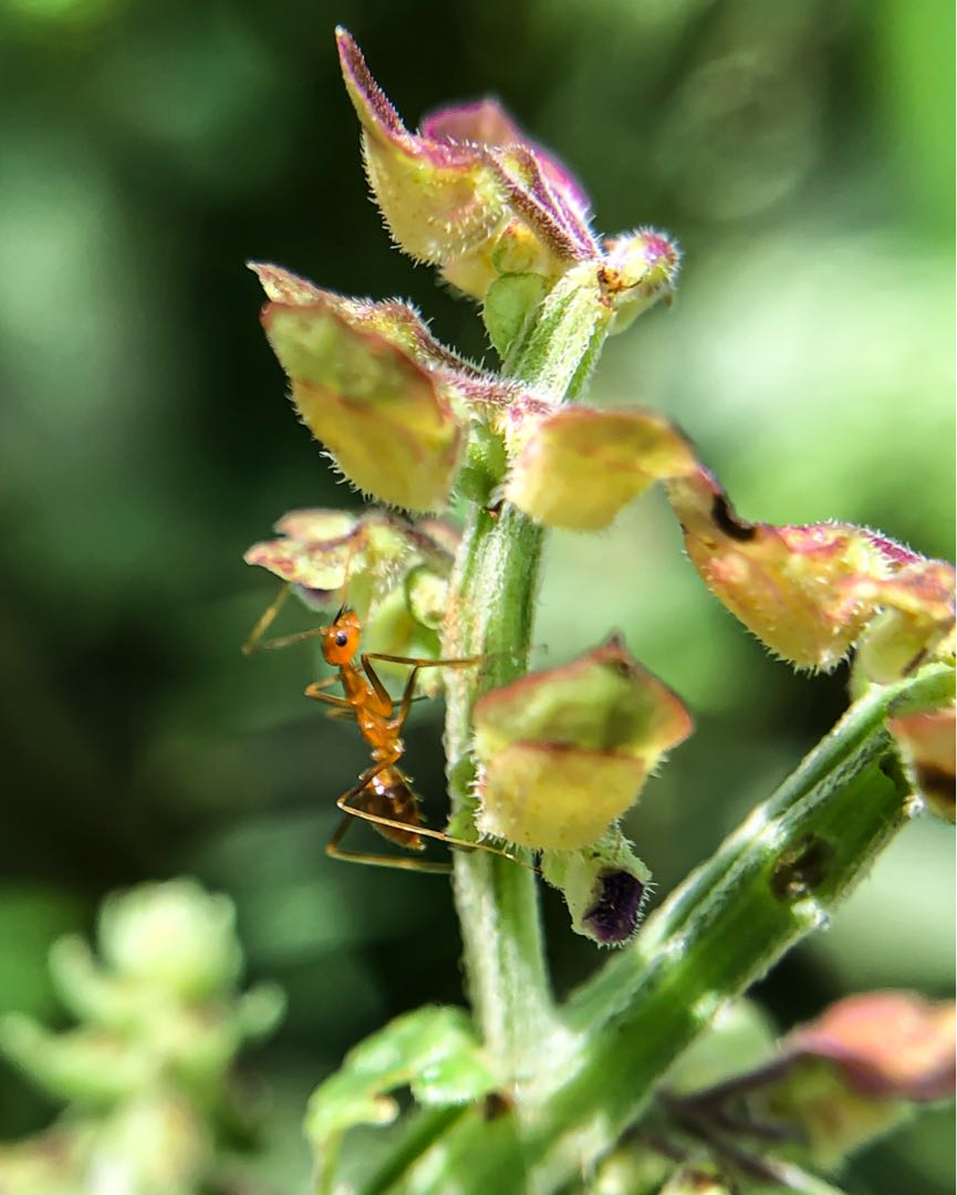 Semut Gila Kuning || Anoplolepis gracilipes