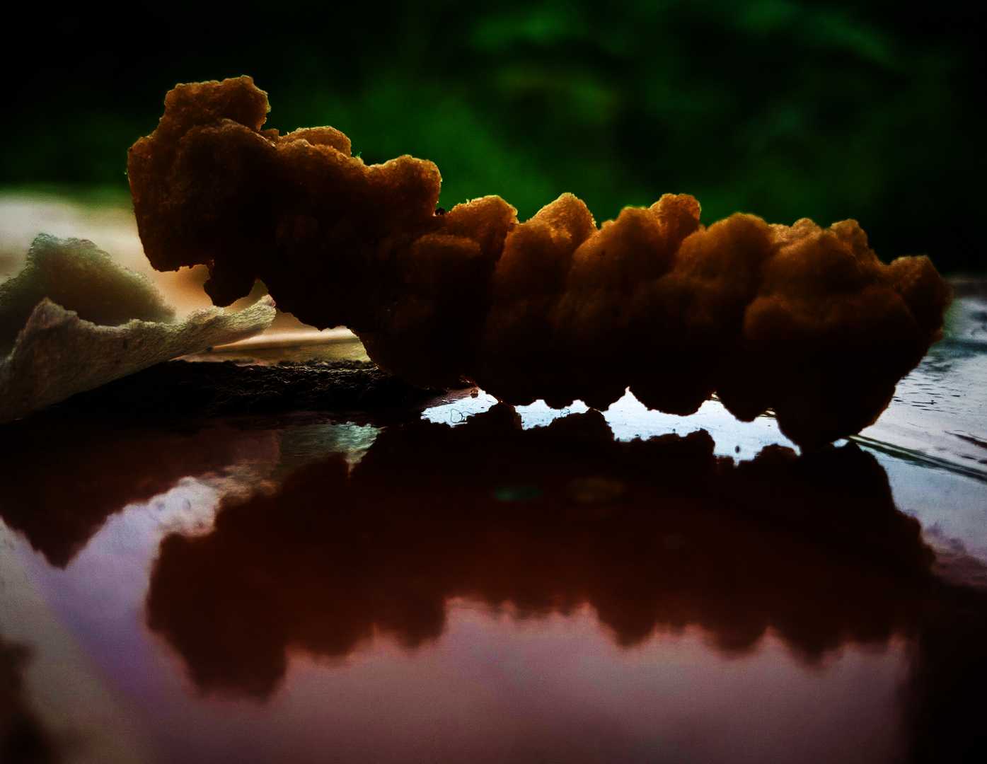 Sepotong Kue akar kelapa