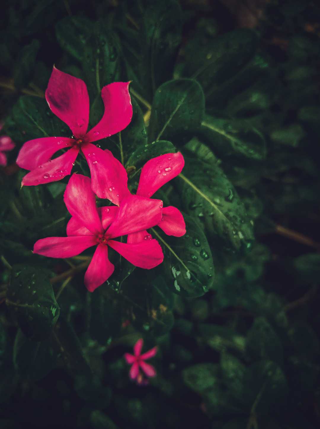 🌸🌸 #PindleIndia