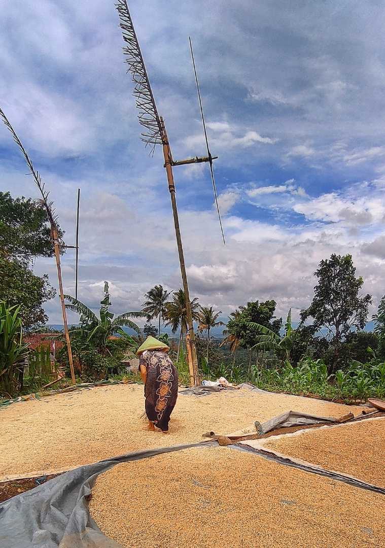 Jemur Padi Setelah Panen
