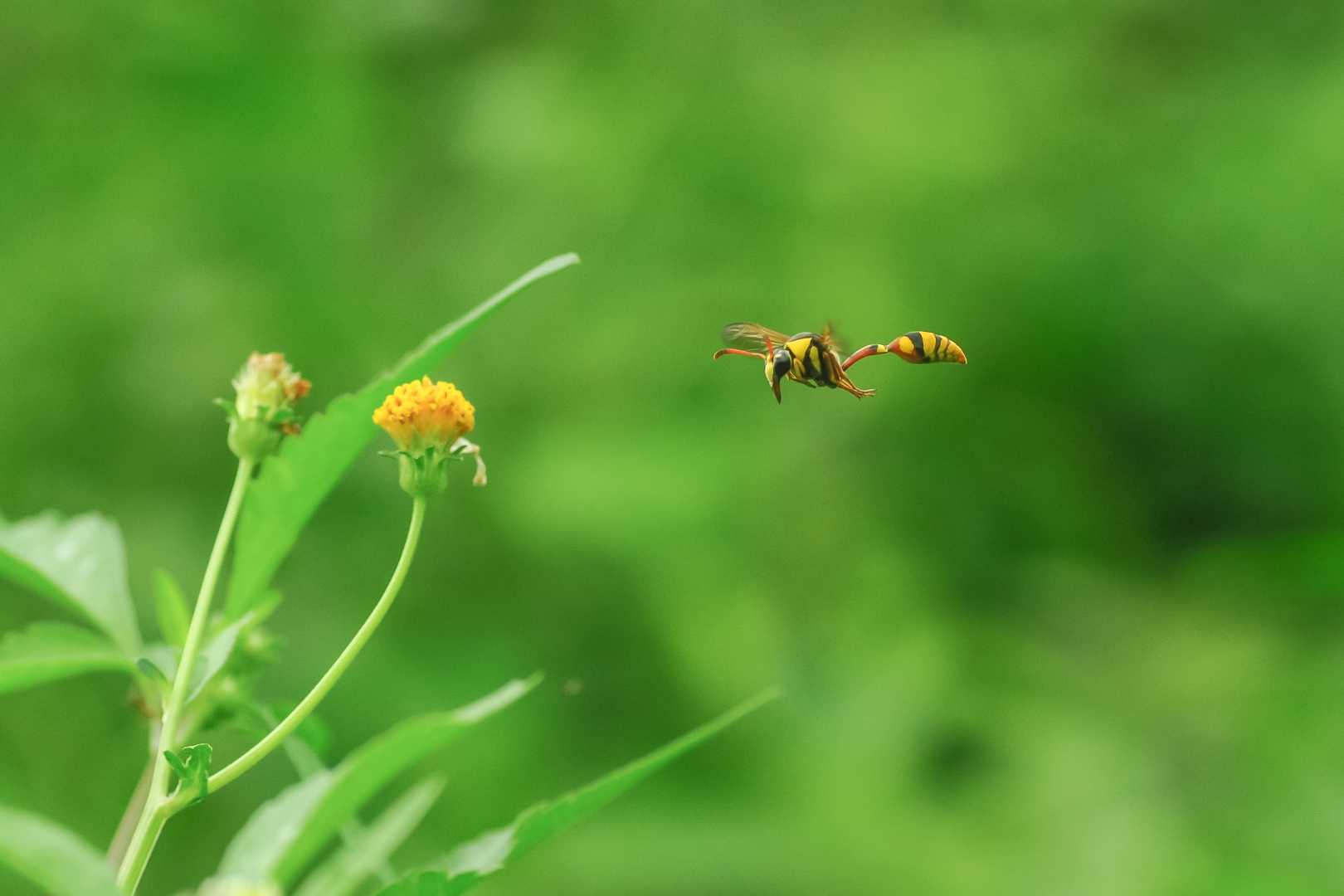 Yellow and black potter Wasp atau Delta campaniforme 