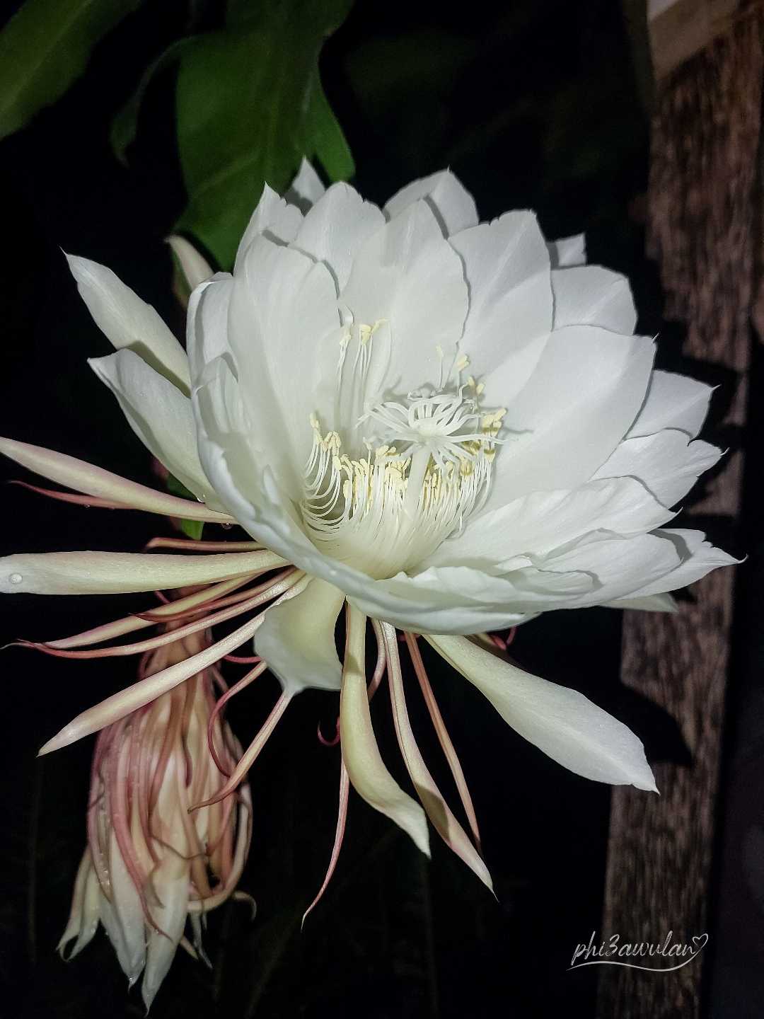 Wijayakusuma