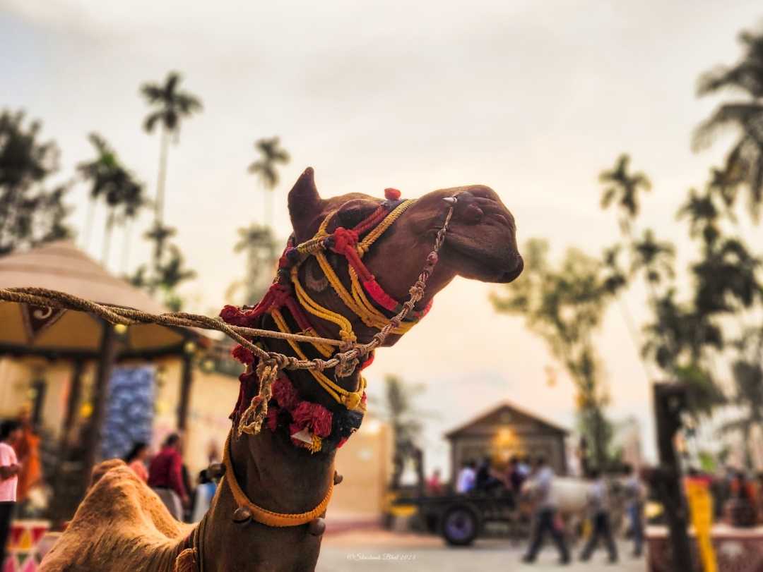 Experience Rajasthani Culture in Bangalore