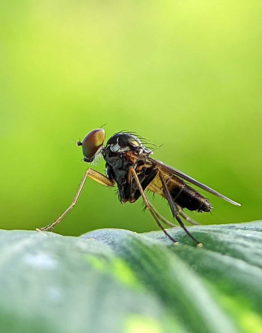 Sciapus