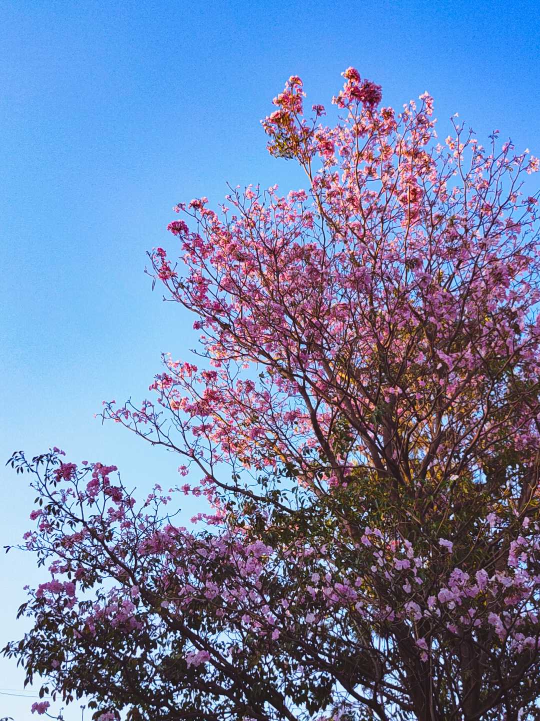 Springtime Magic in Full Bloom 🌸