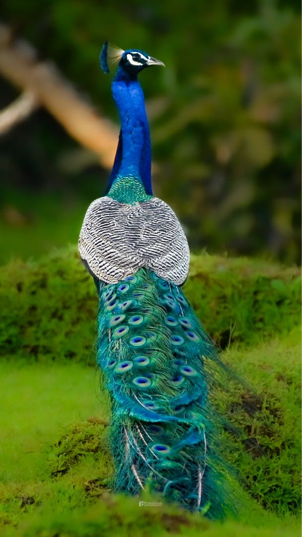 Portrait of Peacock 🦚