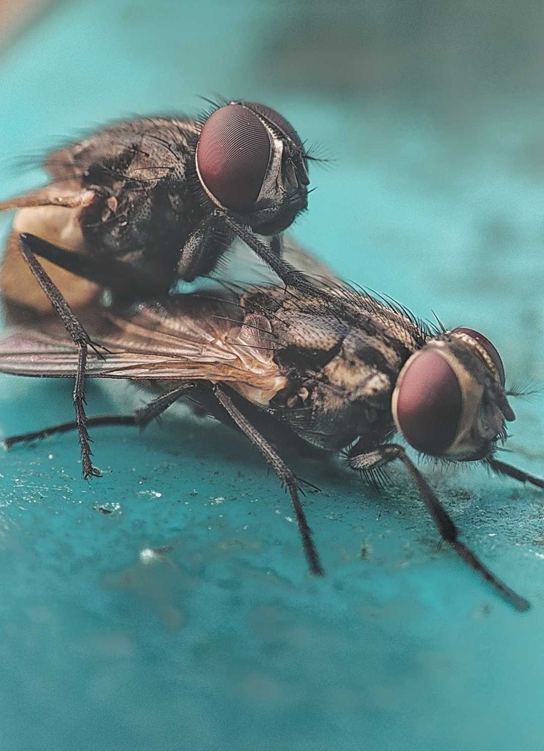Macro Shot