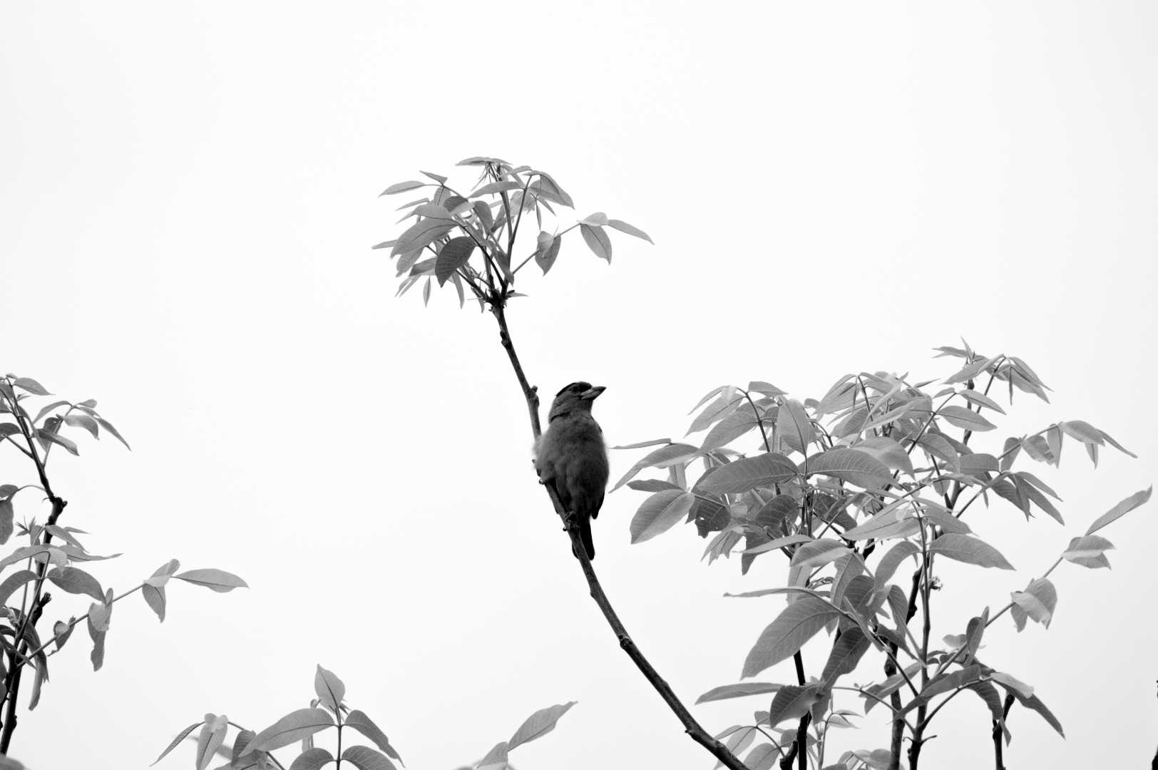 Portray of a bird 