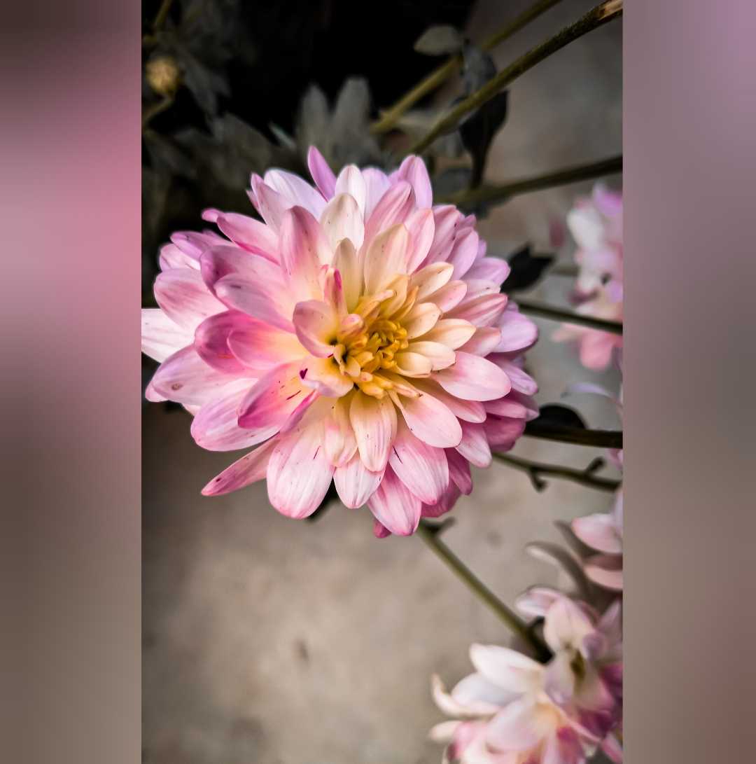 Life is the flower for which love is the honey🤗
