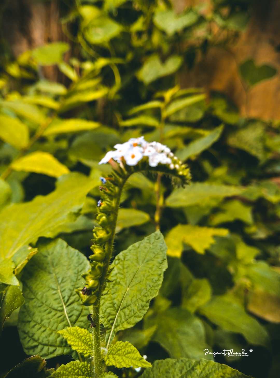 Heliotropium Indicum