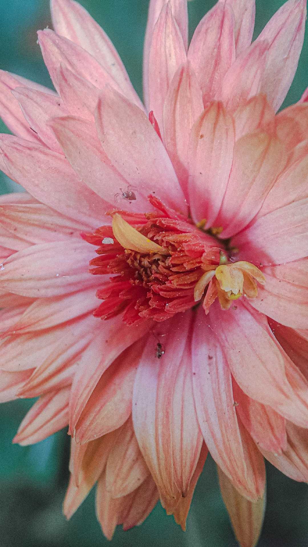 New One Macro 🌸💗🔍
