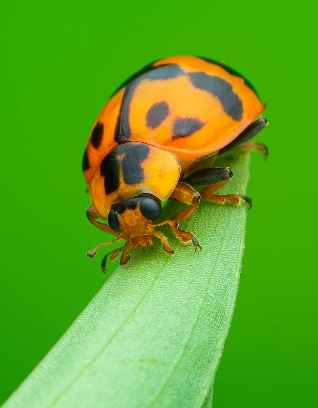 lady bugs