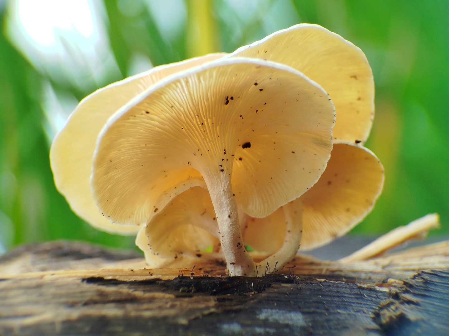 Jamur🍄