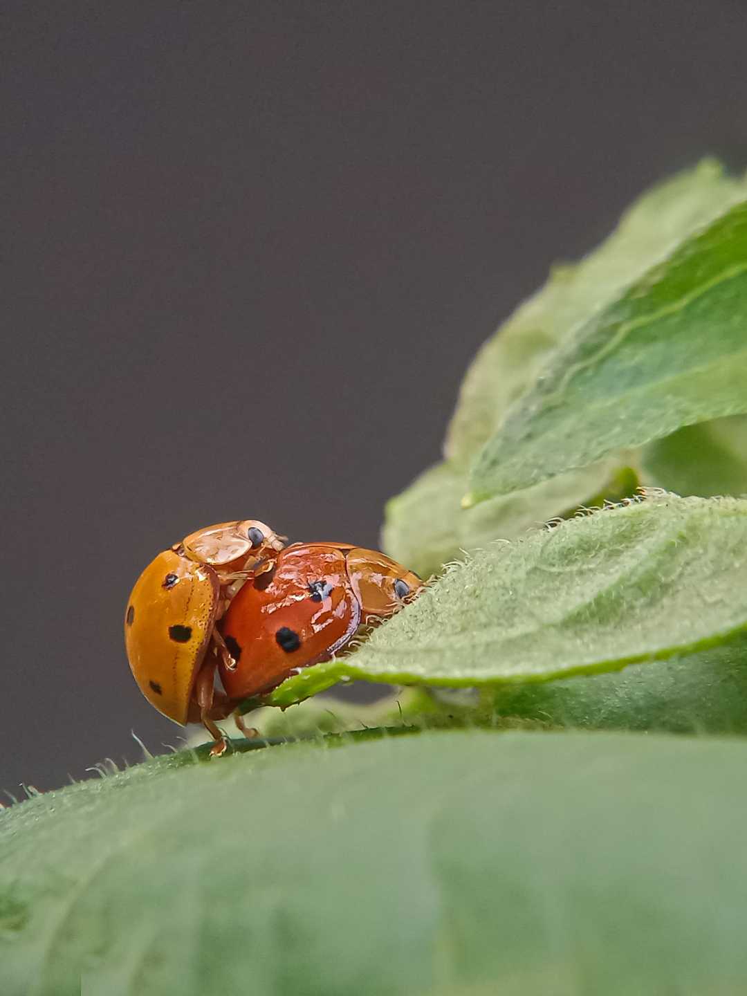 Ladybug