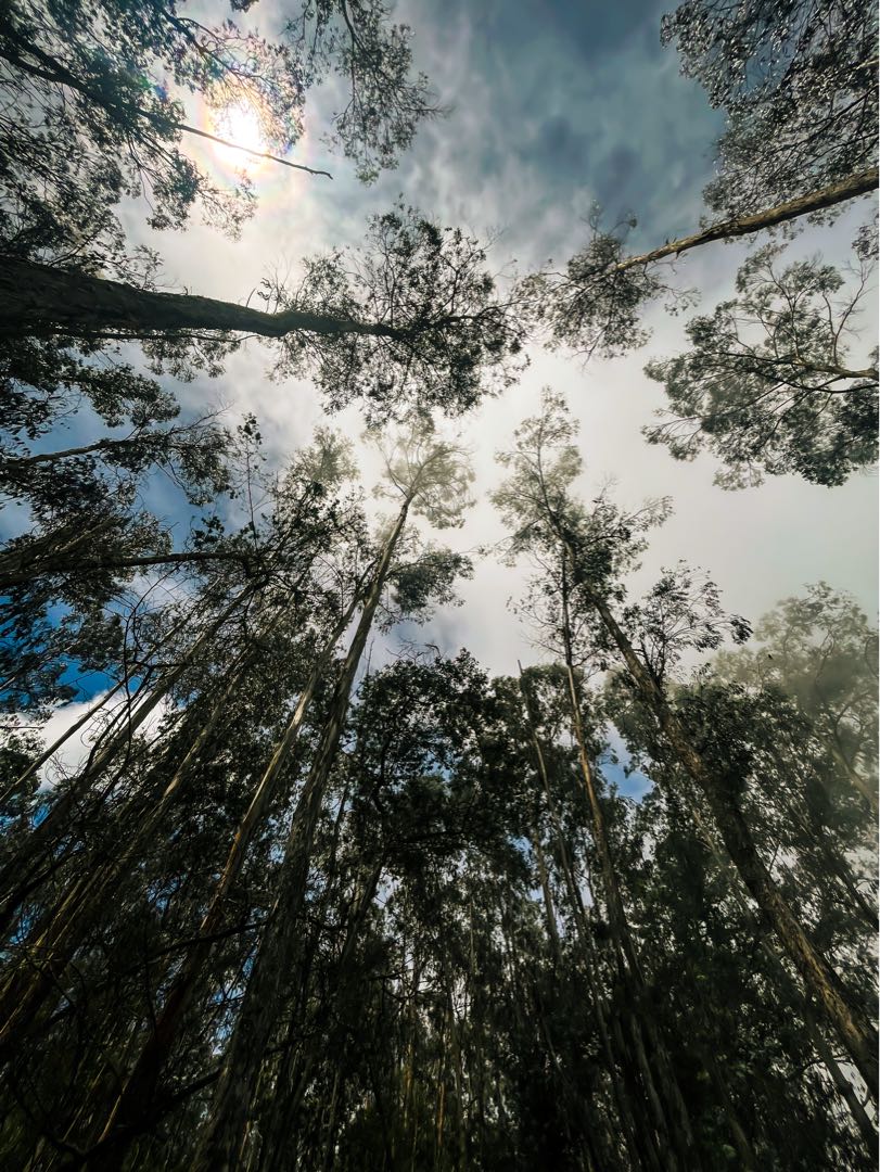 Kodaikanal Pine Trees