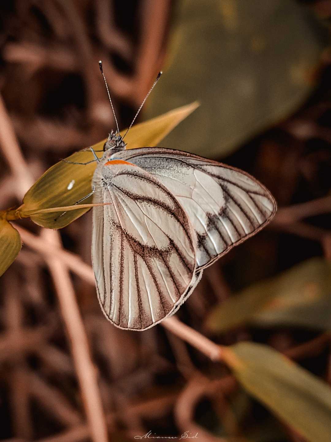 Appias libythea