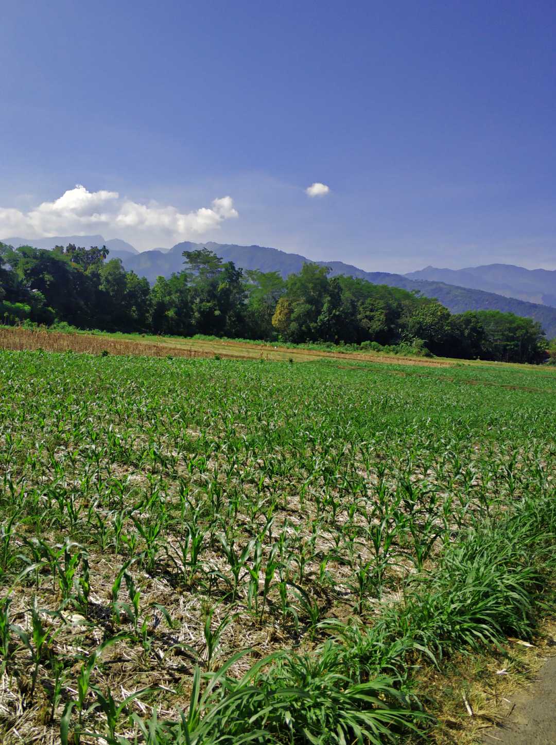  Alam Sawah 