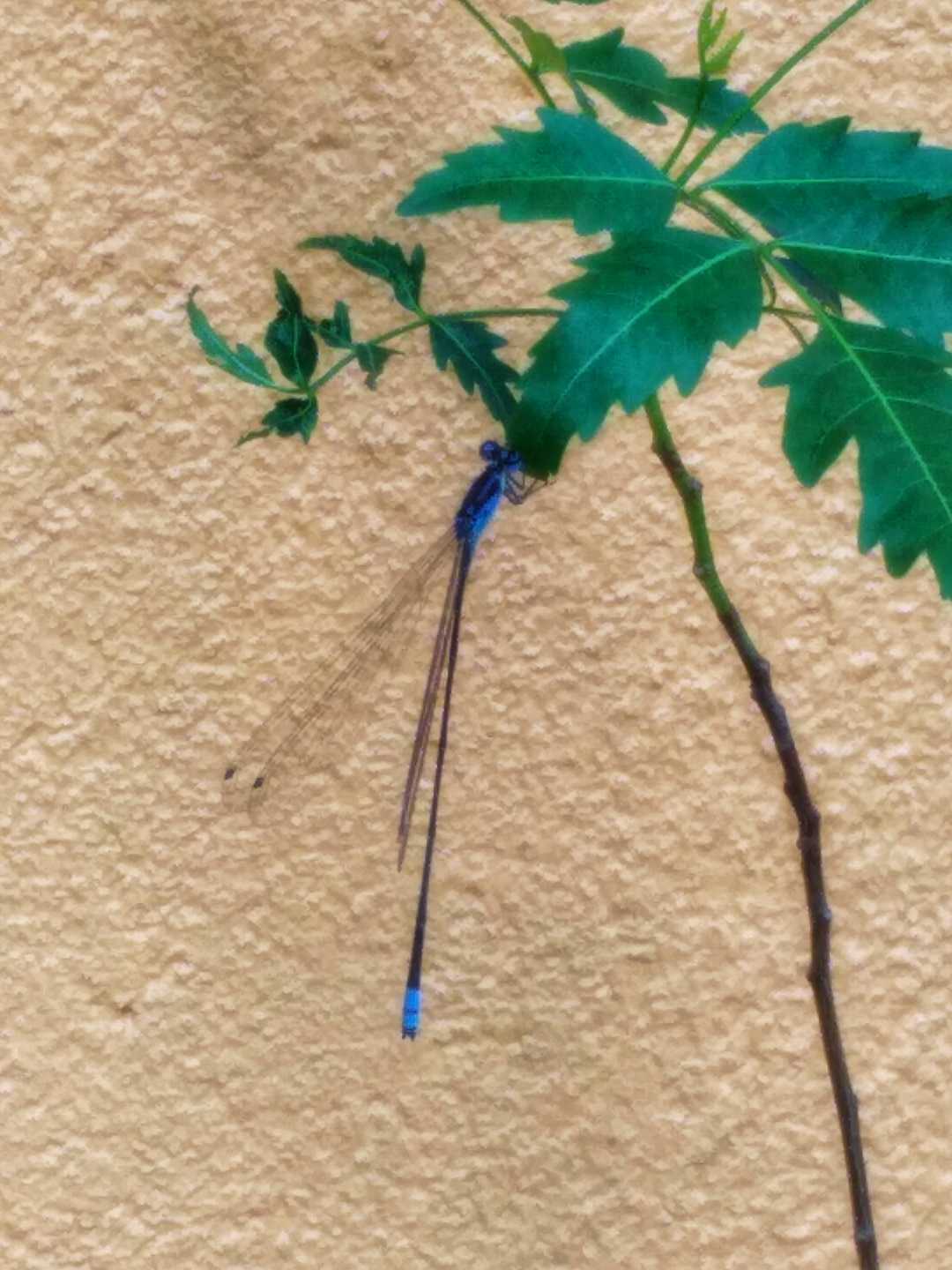 Blue Dragon Fly