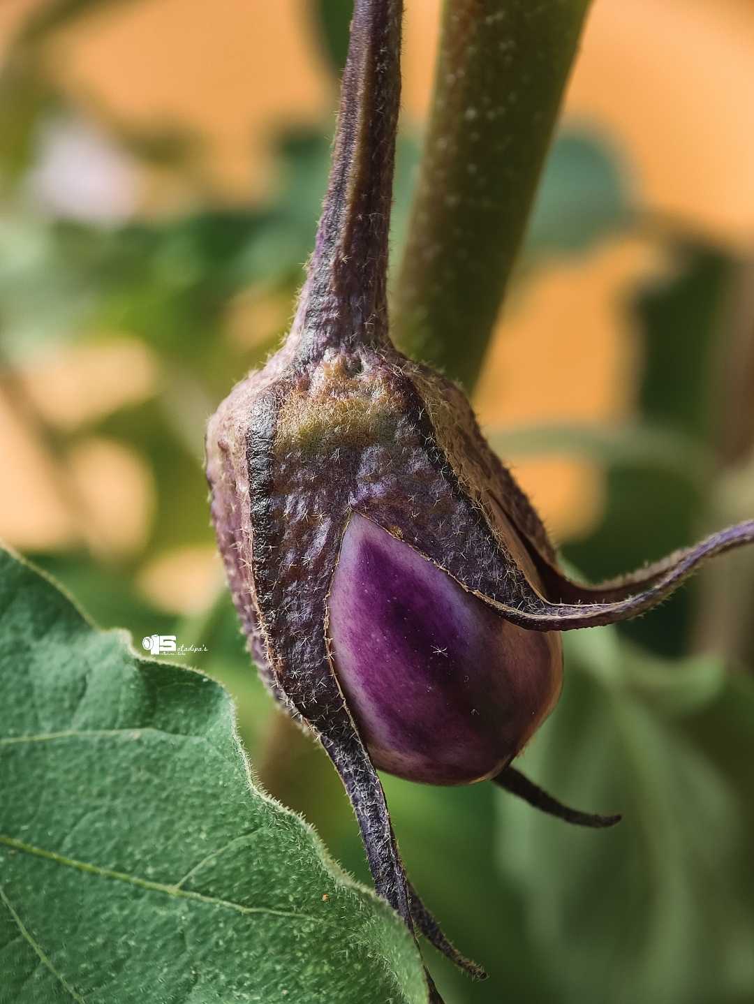 Veggie