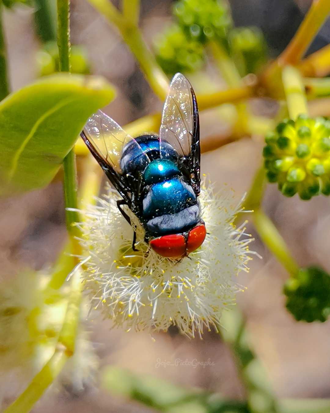Oriental Blue Fly