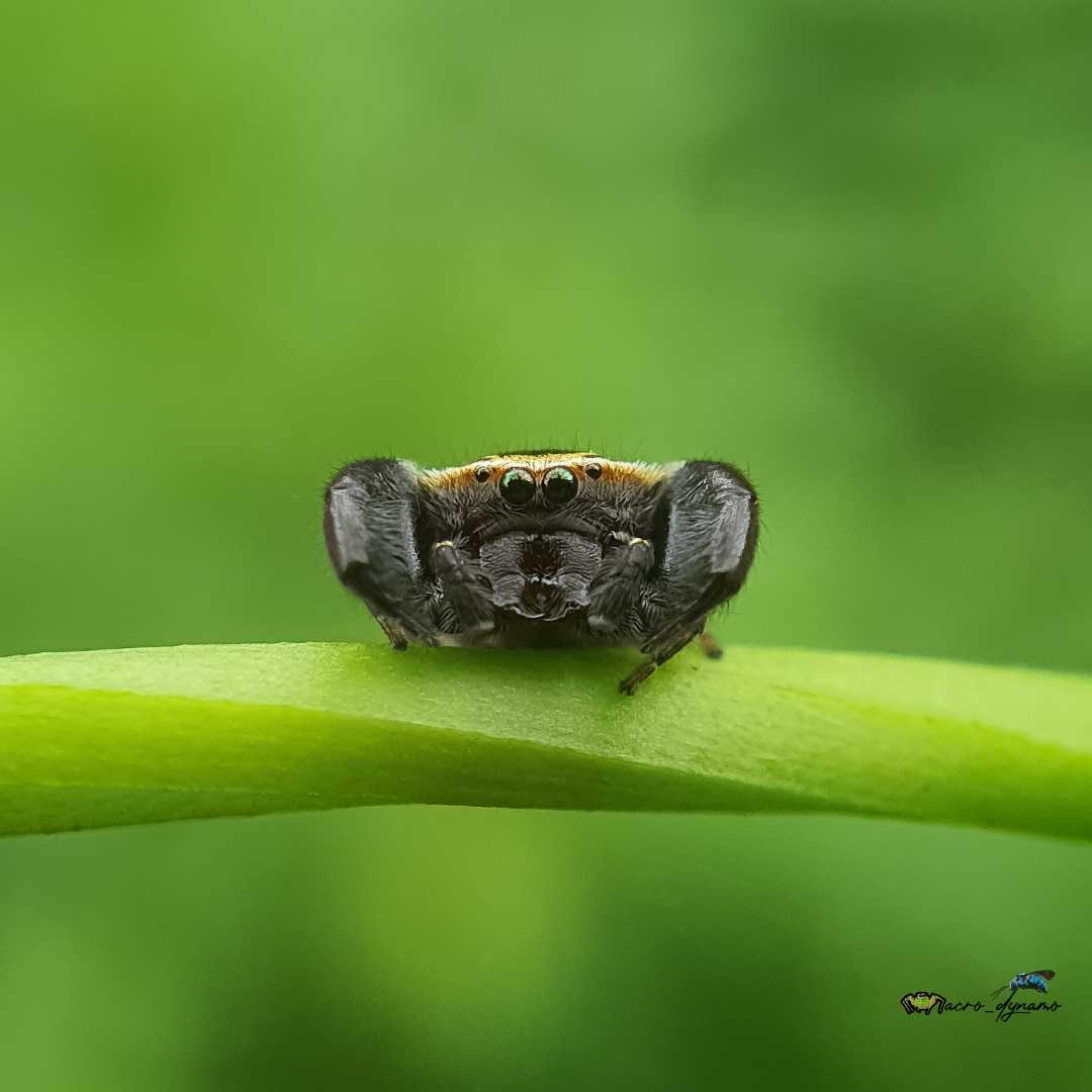 Rhene spider