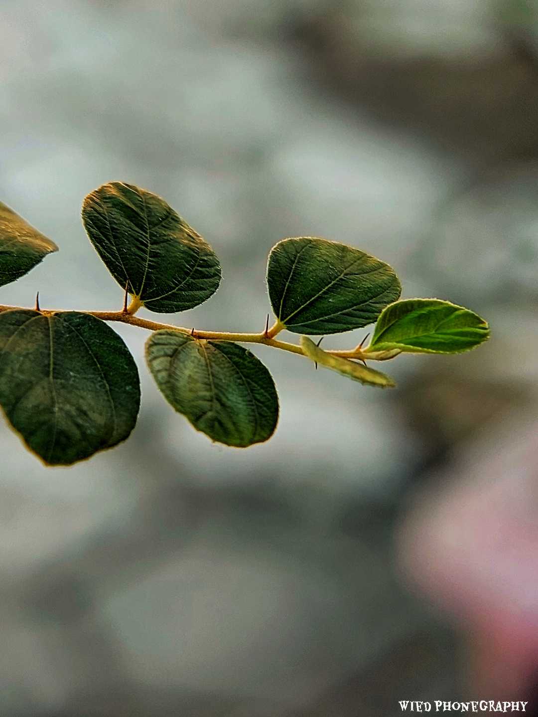Daun Bidara 