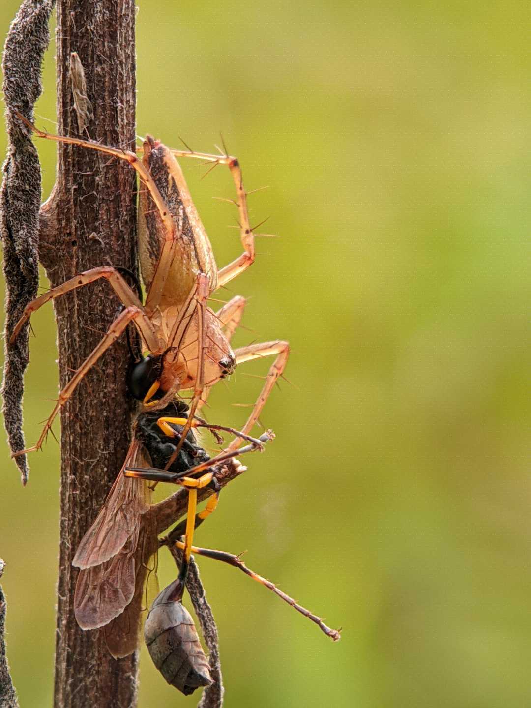 Oxypes Salticus