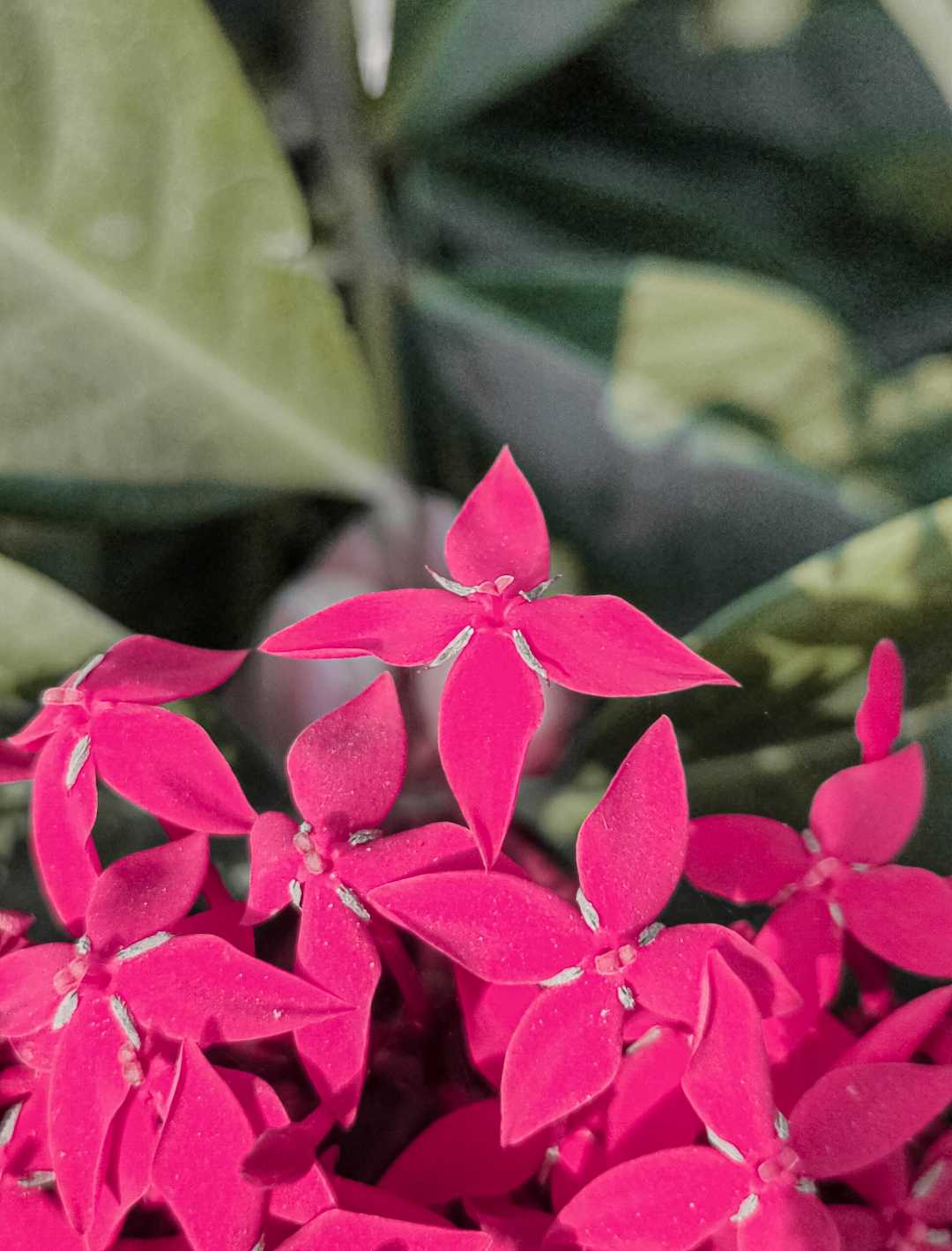 Ixora coccinea🌸💖