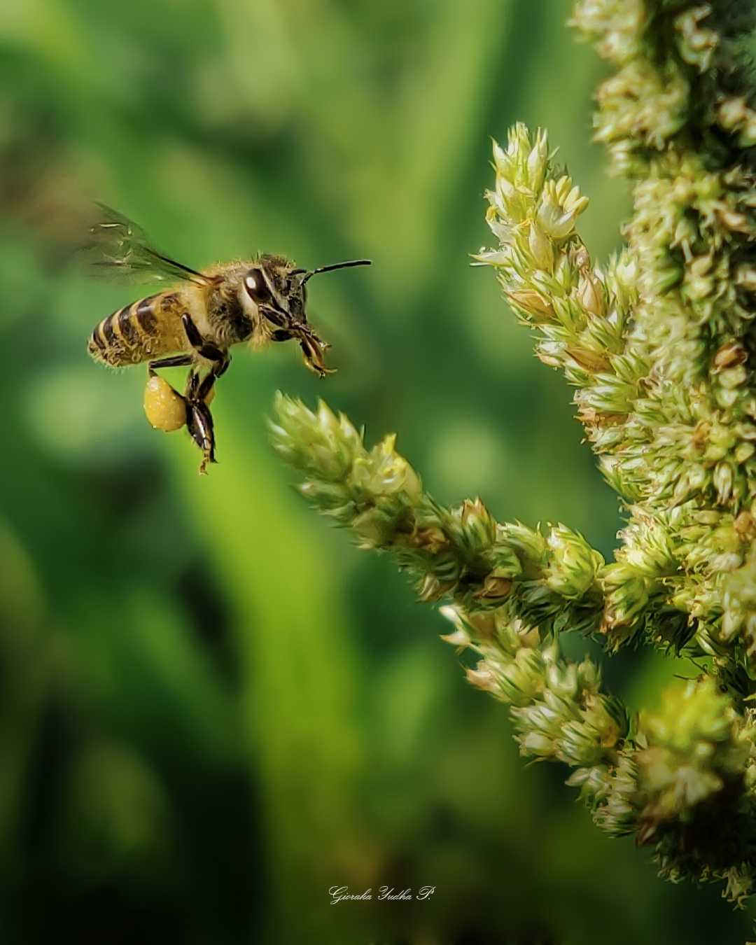 Honey Bees