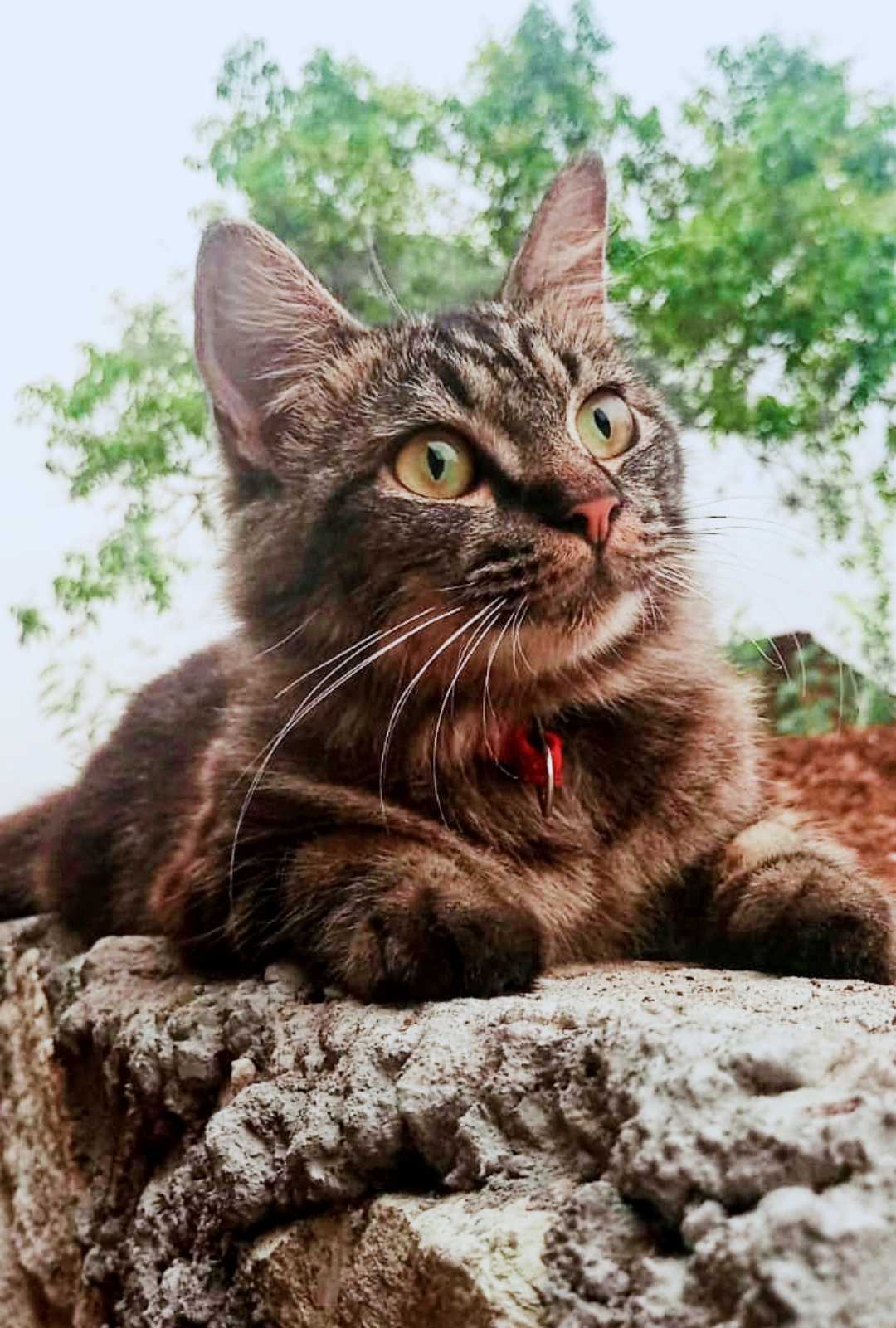 Cat 🐈
