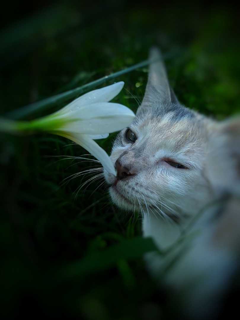 kucing