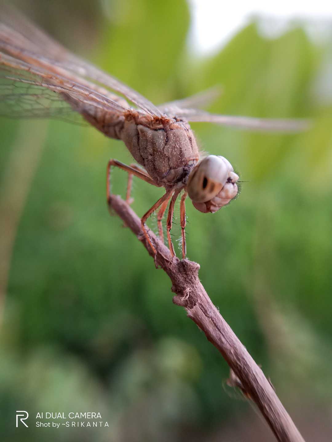 Dragonfly