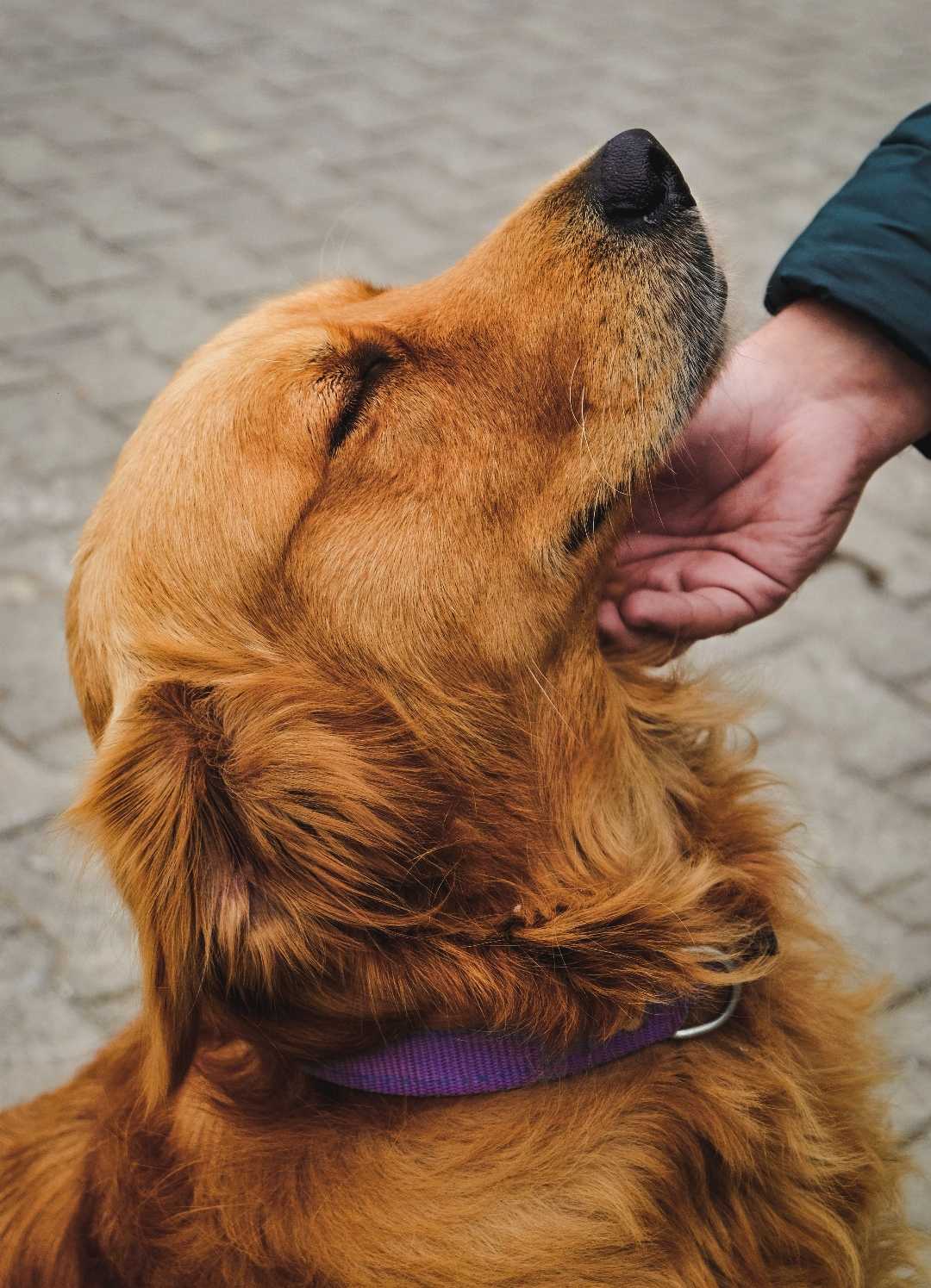 Love is simple🐶