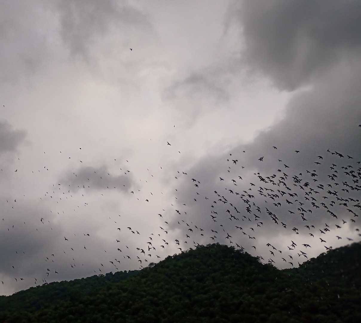 view  of  bird fly 😍