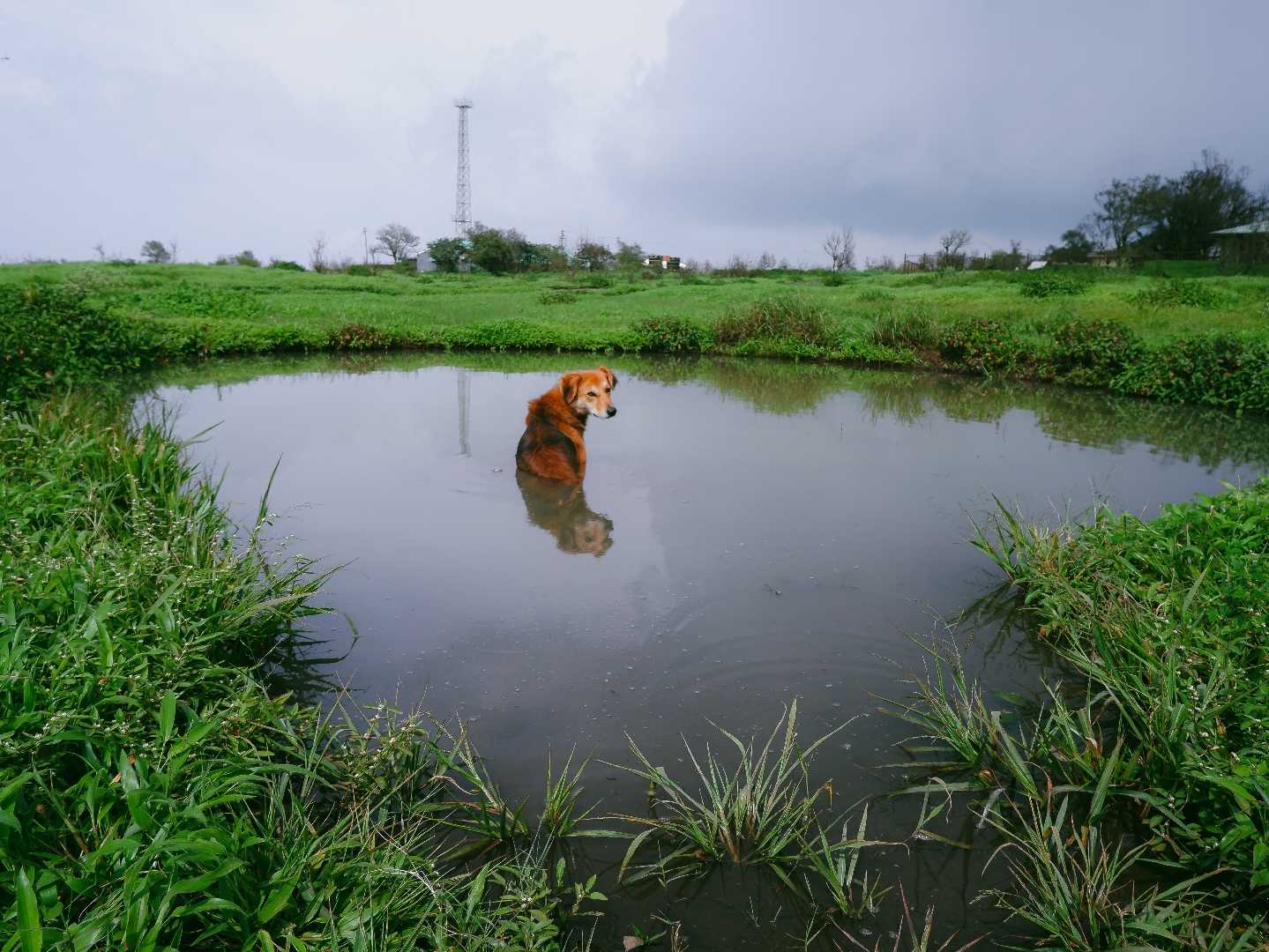 dog deep in mud
