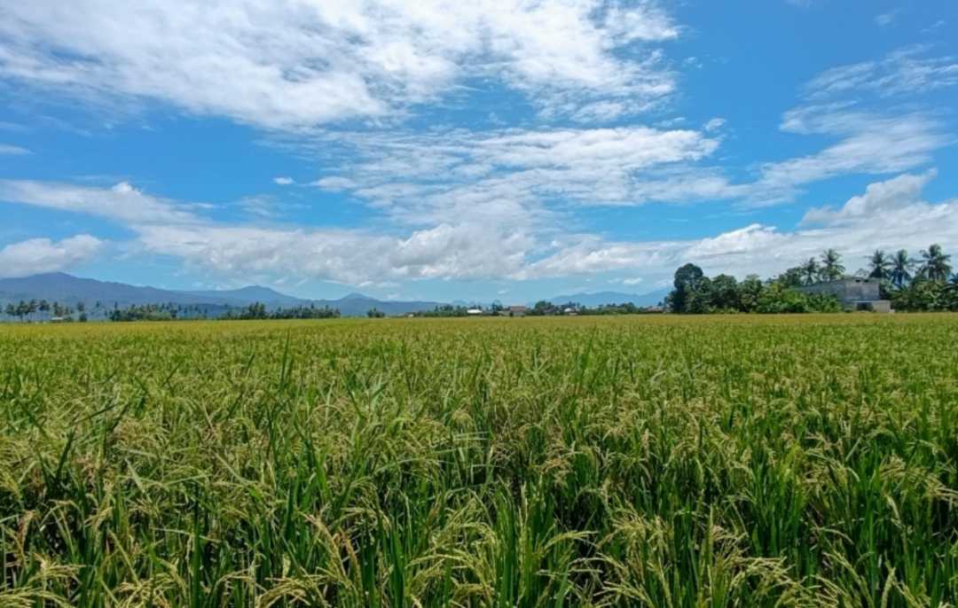 rice field