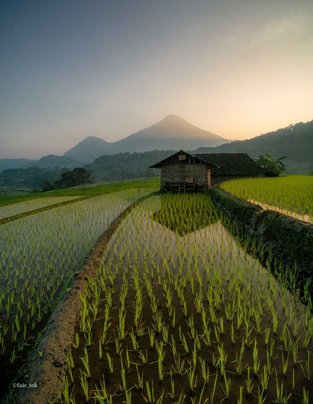 gubuk di tengah sawah