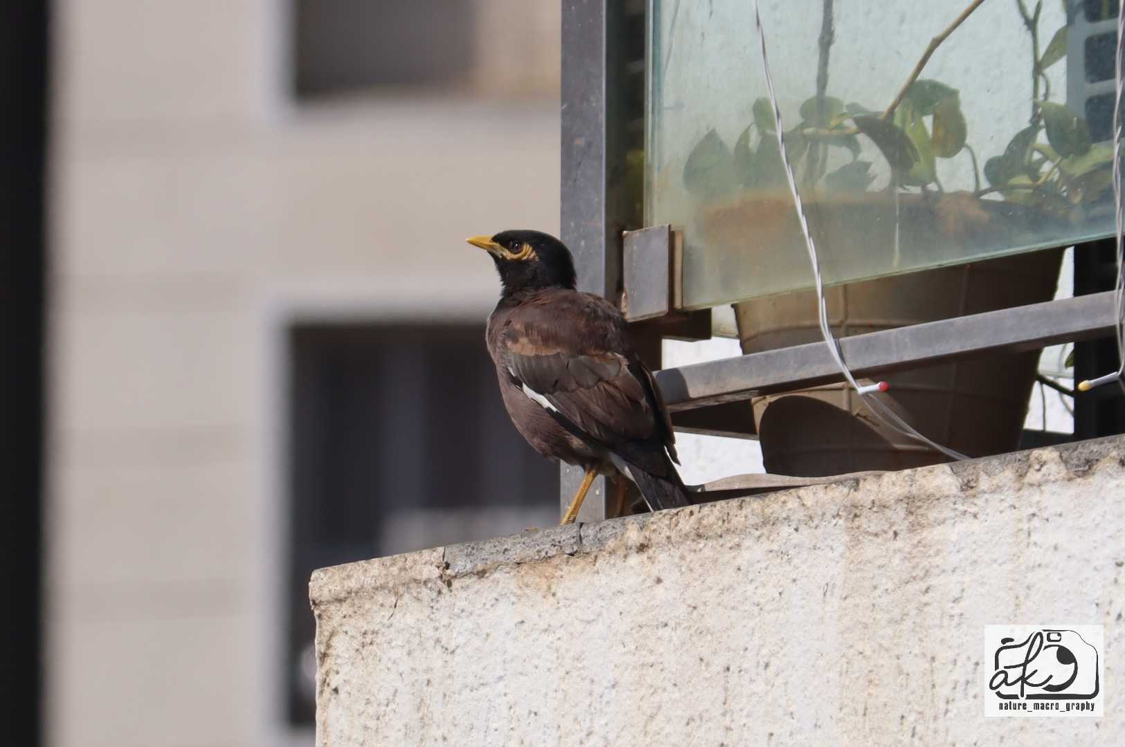 Common Myna