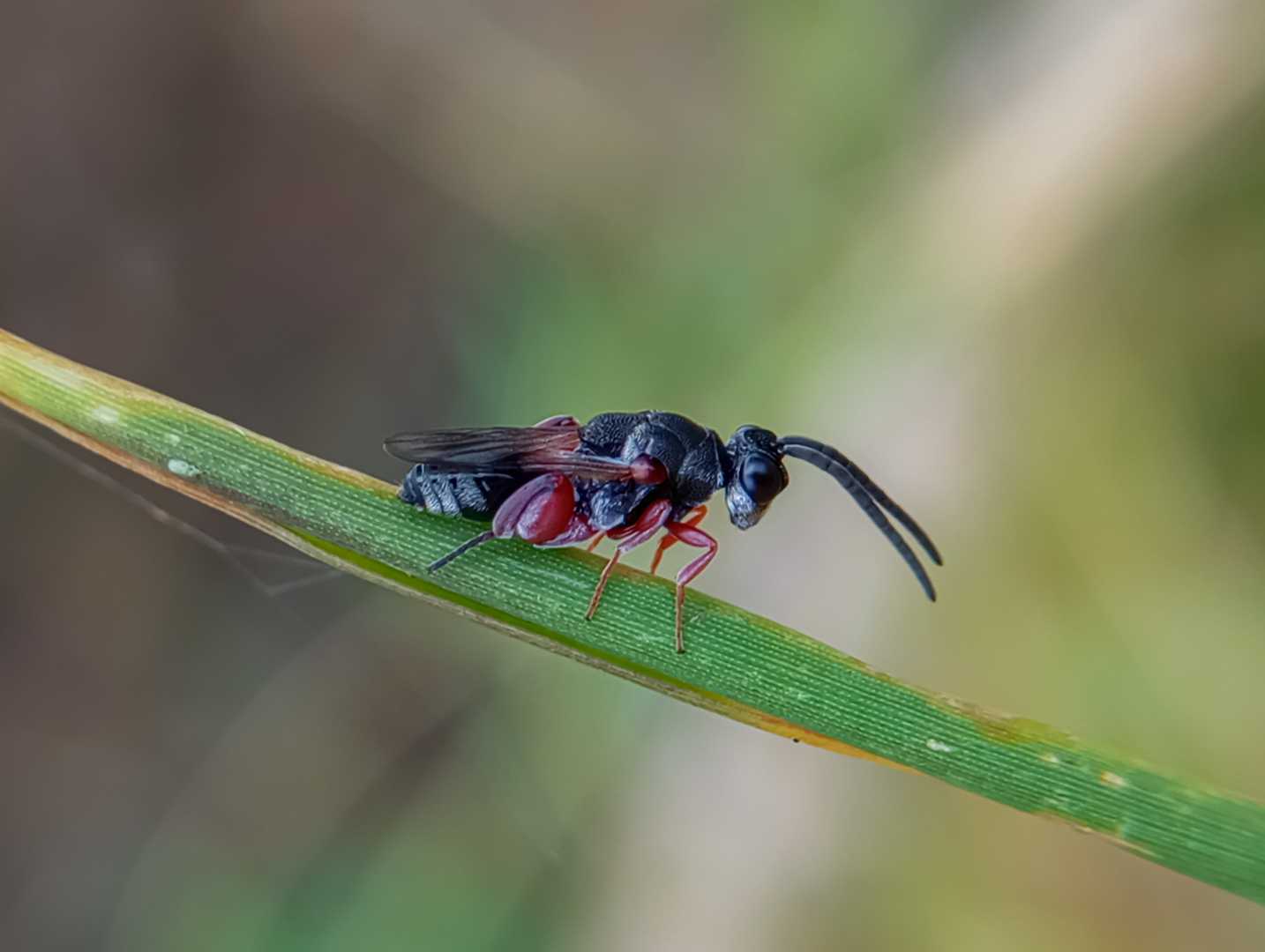 CHALCIDIDAE 